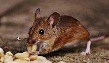 24 Hour & Emergency Exterminators in Talihina, OK